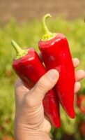 Peppers. Credit Shawn Linehan